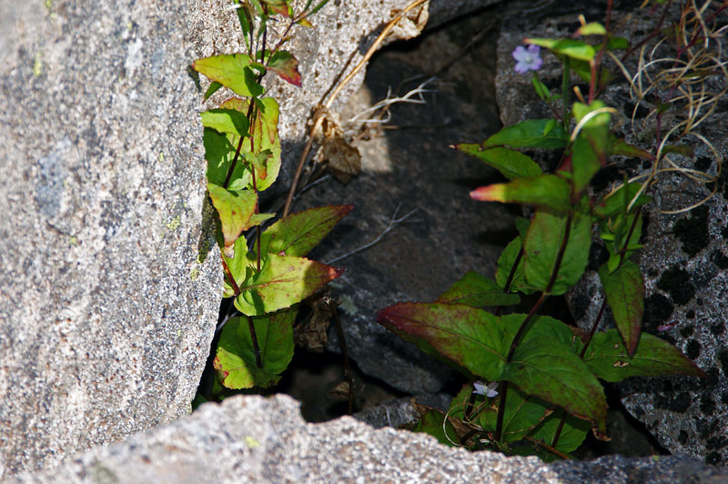 Epilobium montanum